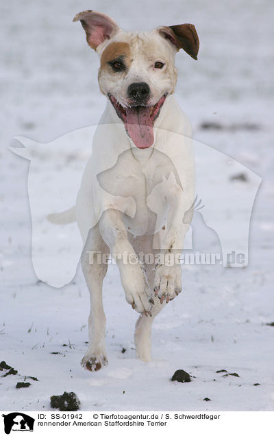 rennender American Staffordshire Terrier / SS-01942