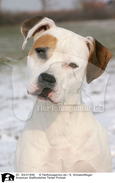 American Staffordshire Terrier Portrait / American Staffordshire Terrier Portrait / SS-01946