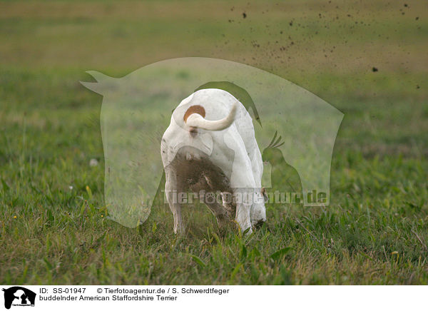 buddelnder American Staffordshire Terrier / digging American Staffordshire Terrier / SS-01947