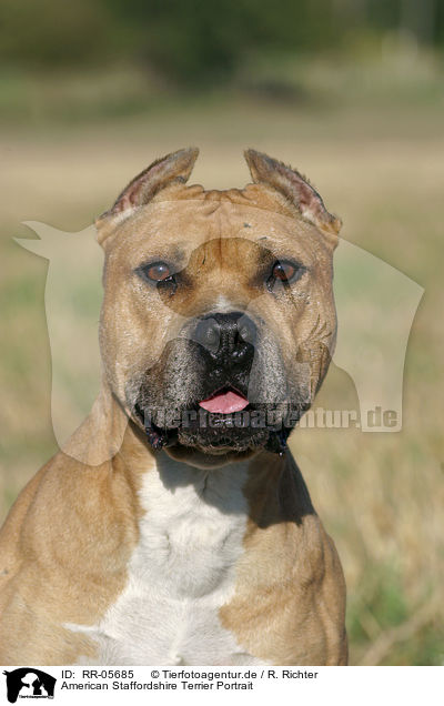 American Staffordshire Terrier Portrait / American Staffordshire Terrier Portrait / RR-05685