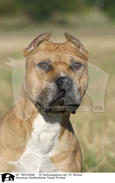 American Staffordshire Terrier Portrait / American Staffordshire Terrier Portrait / RR-05686