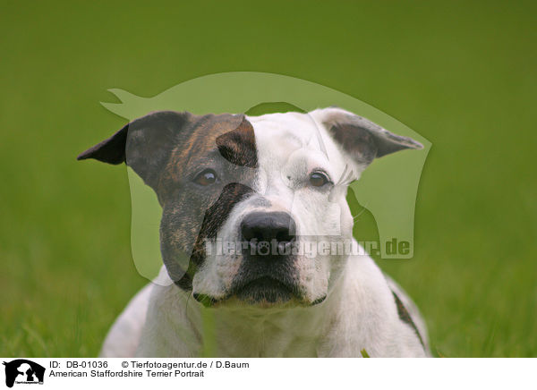 American Staffordshire Terrier Portrait / DB-01036