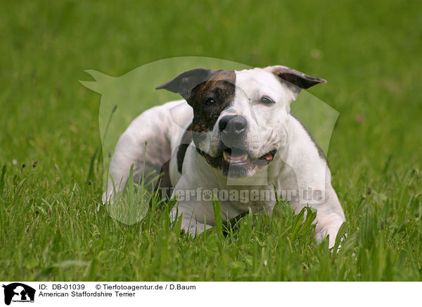 American Staffordshire Terrier / DB-01039