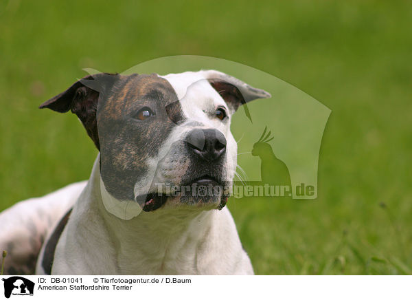 American Staffordshire Terrier / DB-01041
