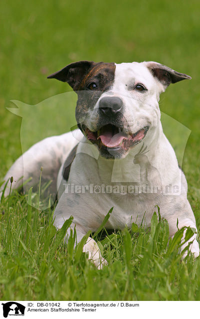American Staffordshire Terrier / DB-01042