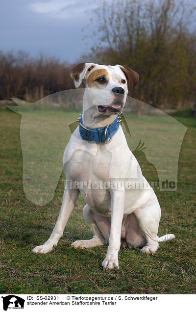 sitzender American Staffordshire Terrier / sitting American Staffordshire Terrier / SS-02931