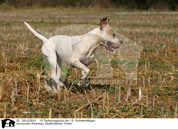 rennender American Staffordshire Terrier / SS-02933