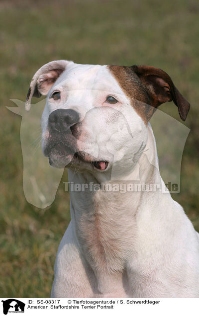 American Staffordshire Terrier Portrait / American Staffordshire Terrier Portrait / SS-08317