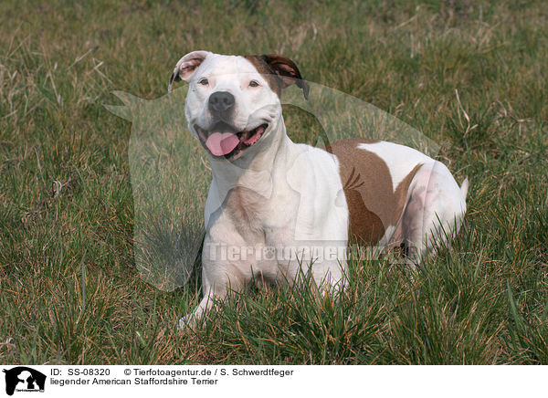 liegender American Staffordshire Terrier / lying American Staffordshire Terrier / SS-08320