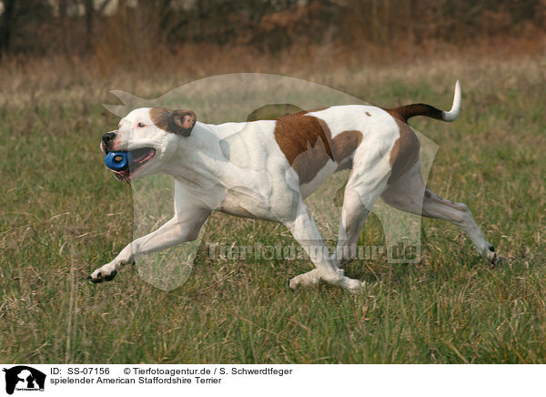 spielender American Staffordshire Terrier / playing American Staffordshire Terrier / SS-07156