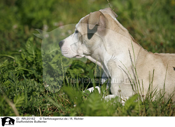 Staffordshire Bullterrier / RR-20162