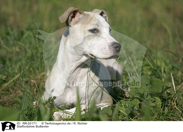Staffordshire Bullterrier / RR-20171