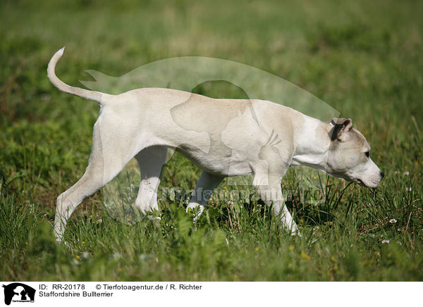 Staffordshire Bullterrier / RR-20178