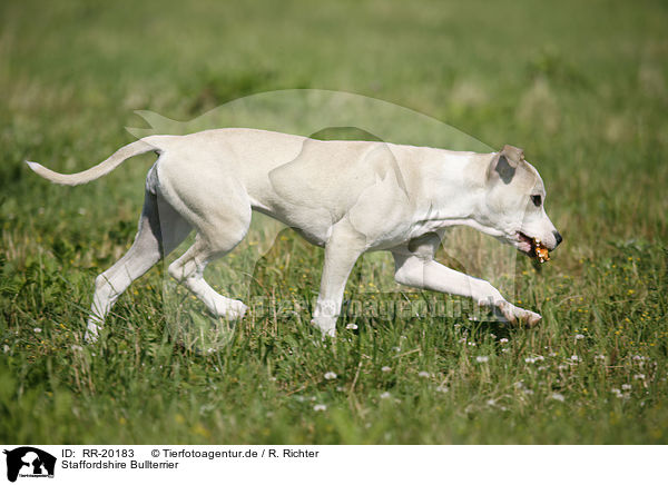 Staffordshire Bullterrier / Staffordshire Bullterrier / RR-20183