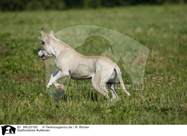 Staffordshire Bullterrier / Staffordshire Bullterrier / RR-20185