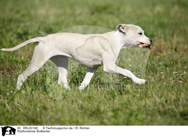 Staffordshire Bullterrier / Staffordshire Bullterrier / RR-20186