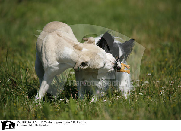 Staffordshire Bullterrier / RR-20189