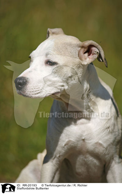 Staffordshire Bullterrier / RR-20193