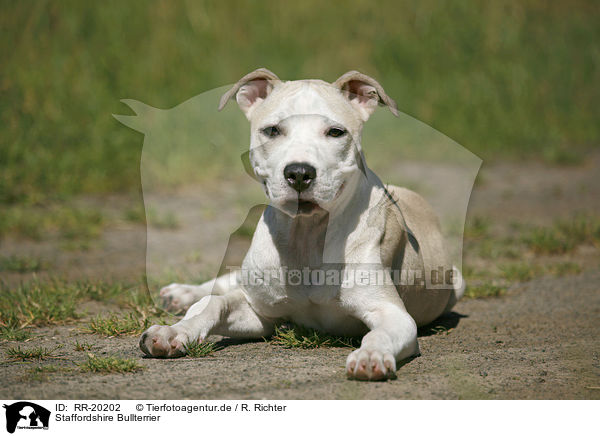 Staffordshire Bullterrier / Staffordshire Bullterrier / RR-20202