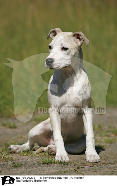 Staffordshire Bullterrier / Staffordshire Bullterrier / RR-20205