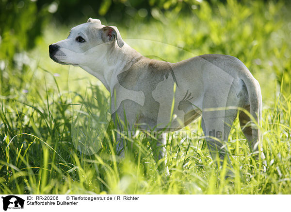 Staffordshire Bullterrier / Staffordshire Bullterrier / RR-20206