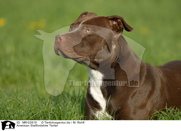 American Staffordshire Terrier / MR-02819