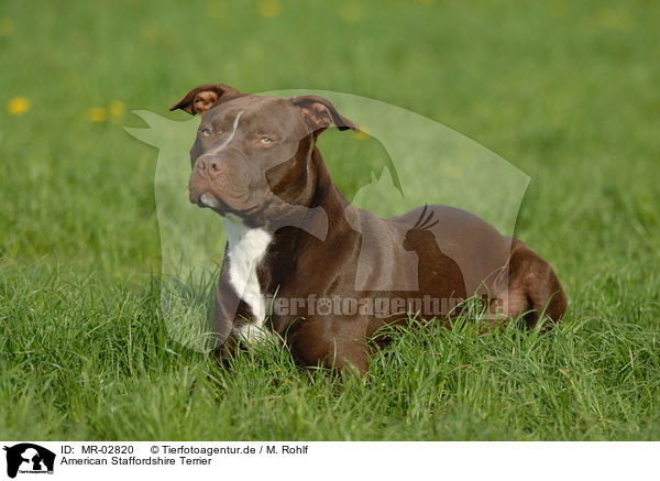 American Staffordshire Terrier / MR-02820