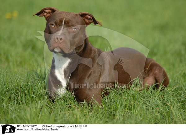 American Staffordshire Terrier / MR-02821