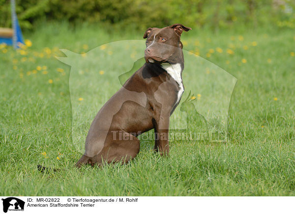 American Staffordshire Terrier / MR-02822