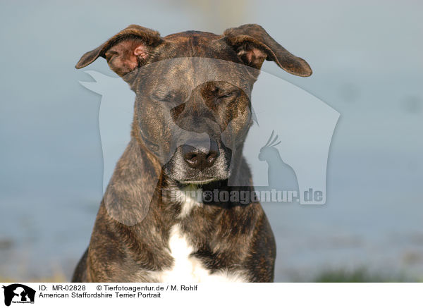 American Staffordshire Terrier Portrait / MR-02828