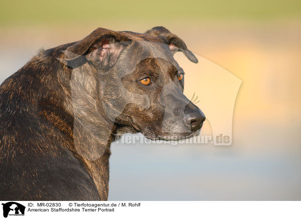 American Staffordshire Terrier Portrait / MR-02830
