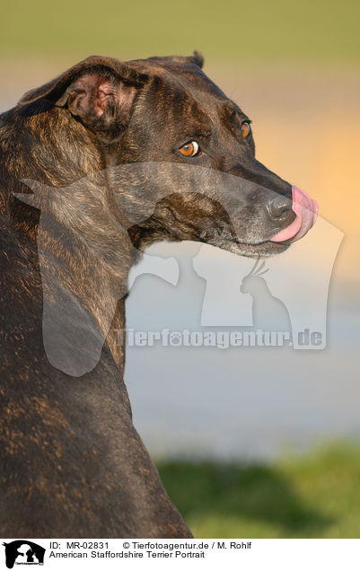 American Staffordshire Terrier Portrait / MR-02831