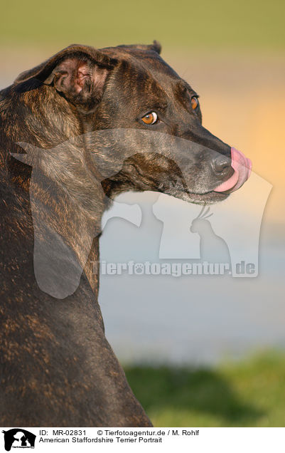 American Staffordshire Terrier Portrait / American Staffordshire Terrier Portrait / MR-02831