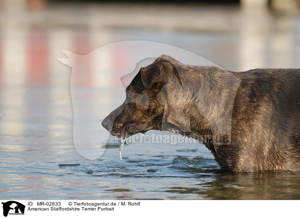 American Staffordshire Terrier Portrait / MR-02833