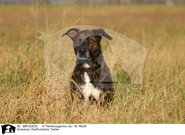 American Staffordshire Terrier / MR-02835