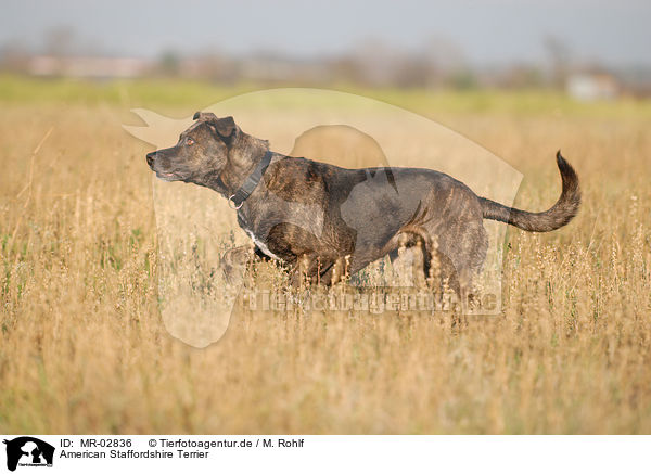American Staffordshire Terrier / American Staffordshire Terrier / MR-02836