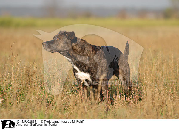 American Staffordshire Terrier / MR-02837