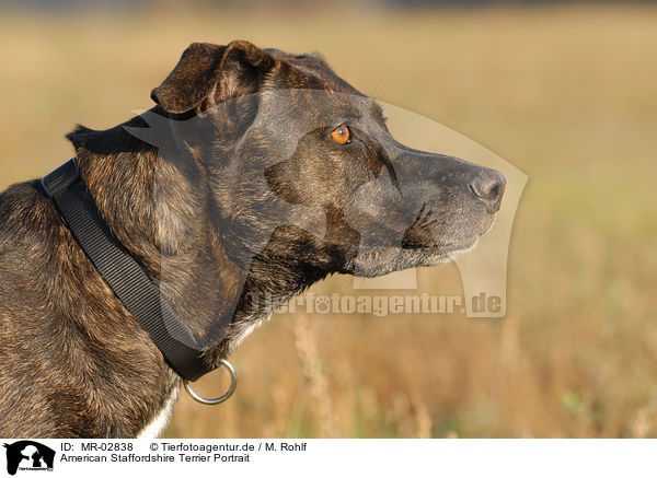 American Staffordshire Terrier Portrait / MR-02838