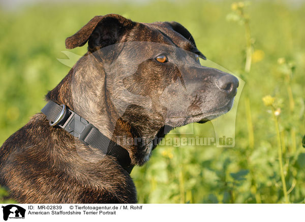American Staffordshire Terrier Portrait / MR-02839