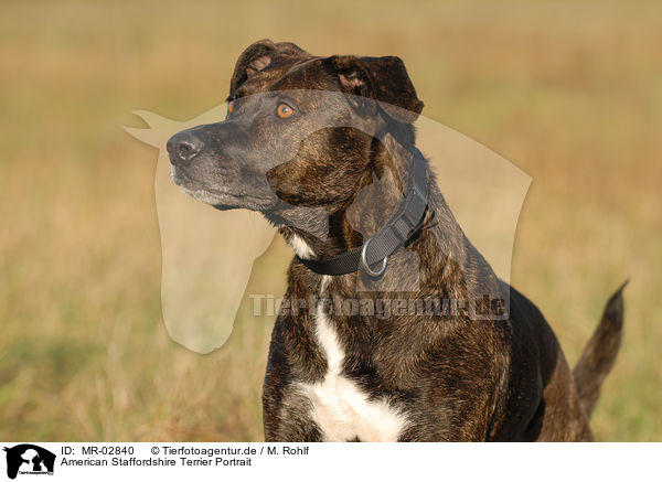 American Staffordshire Terrier Portrait / MR-02840