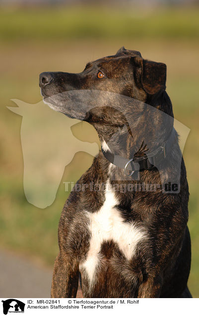 American Staffordshire Terrier Portrait / MR-02841
