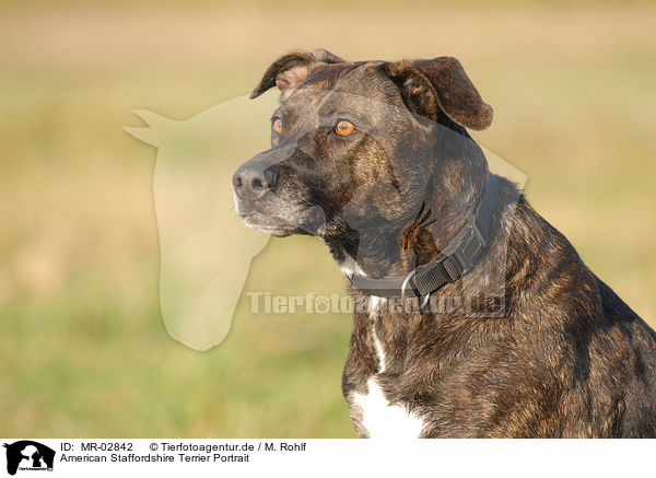 American Staffordshire Terrier Portrait / MR-02842