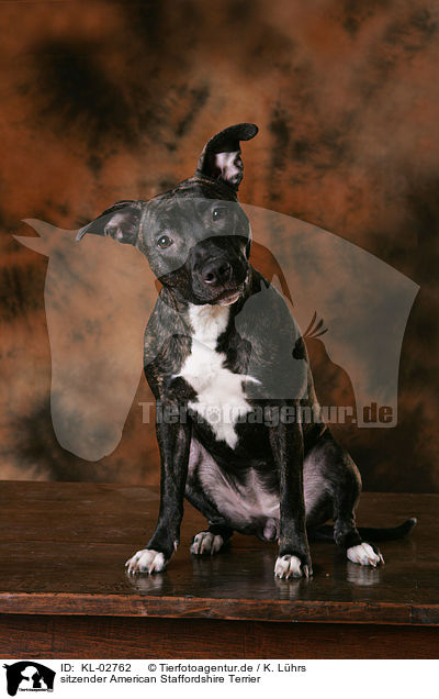 sitzender American Staffordshire Terrier / KL-02762