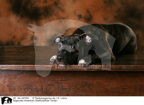 liegender American Staffordshire Terrier / KL-02764