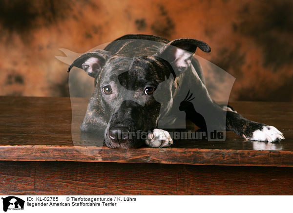 liegender American Staffordshire Terrier / KL-02765