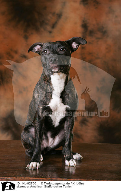 sitzender American Staffordshire Terrier / KL-02766