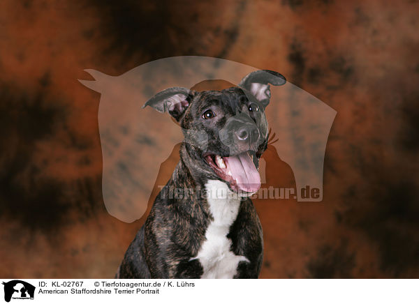 American Staffordshire Terrier Portrait / KL-02767