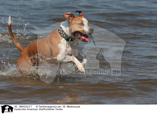 badender American Staffordshire Terrier / bathing American Staffordshire Terrier / BM-02217