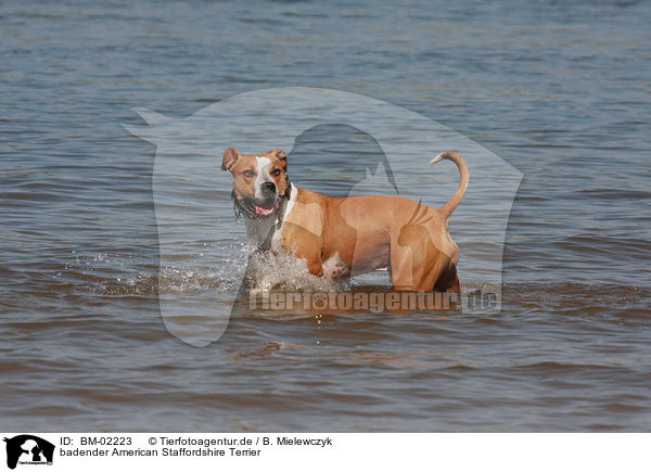 badender American Staffordshire Terrier / bathing American Staffordshire Terrier / BM-02223