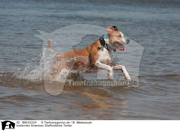 badender American Staffordshire Terrier / bathing American Staffordshire Terrier / BM-02224